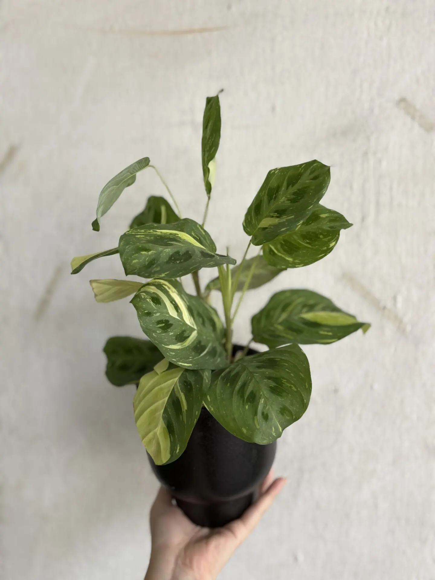 Maranta Fiesta