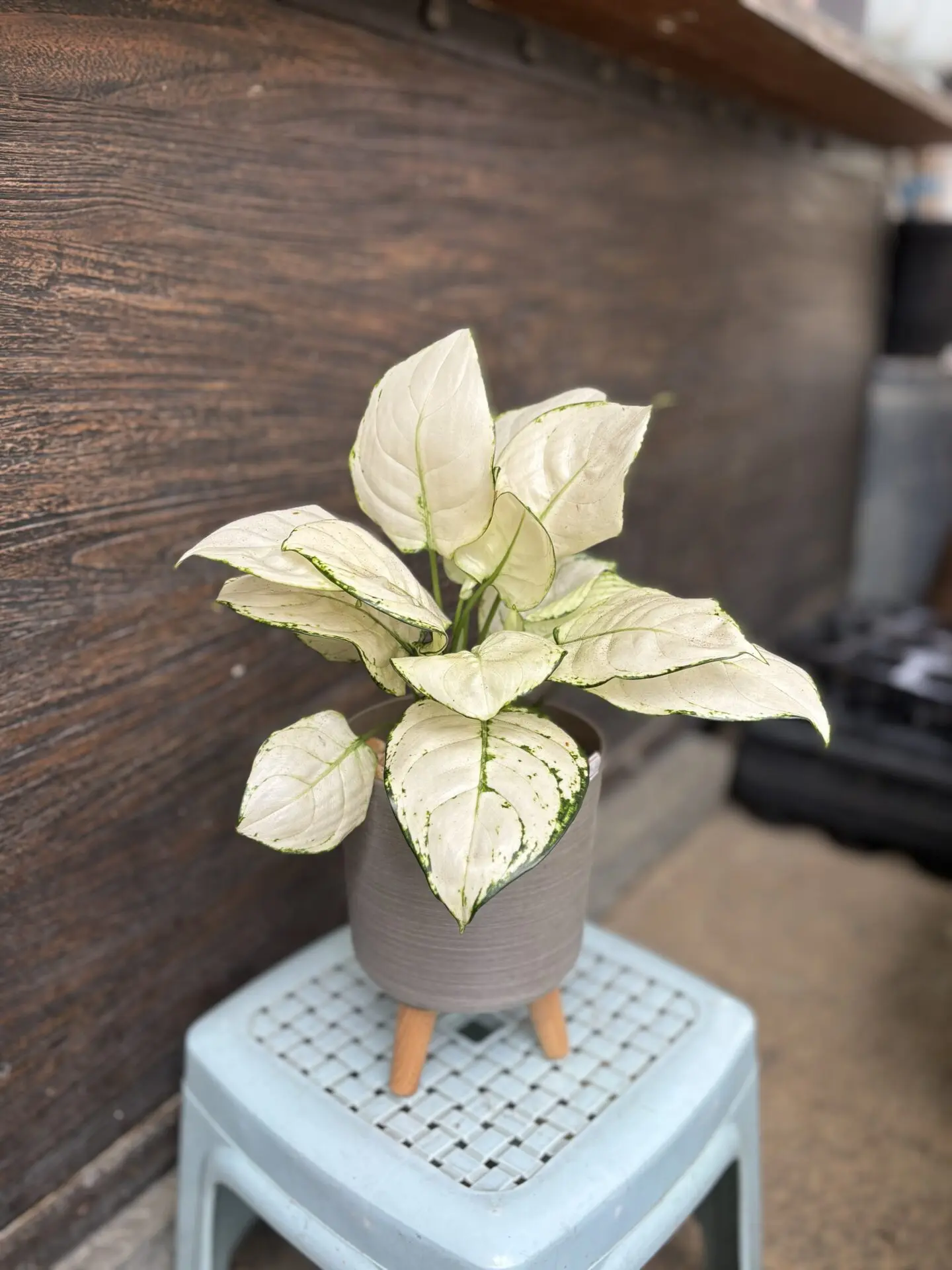 Aglaonema White