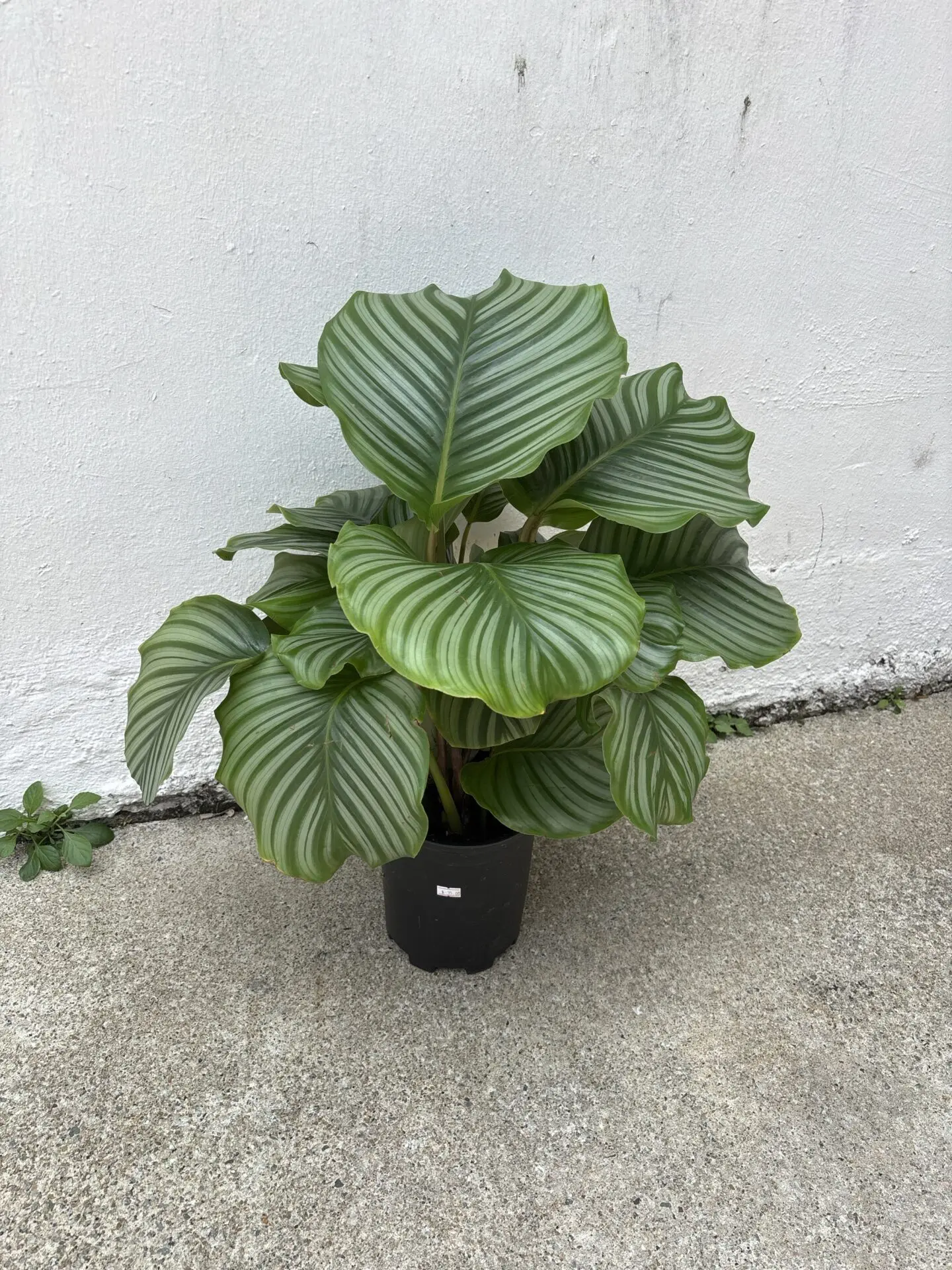 Calathea Orbifolia