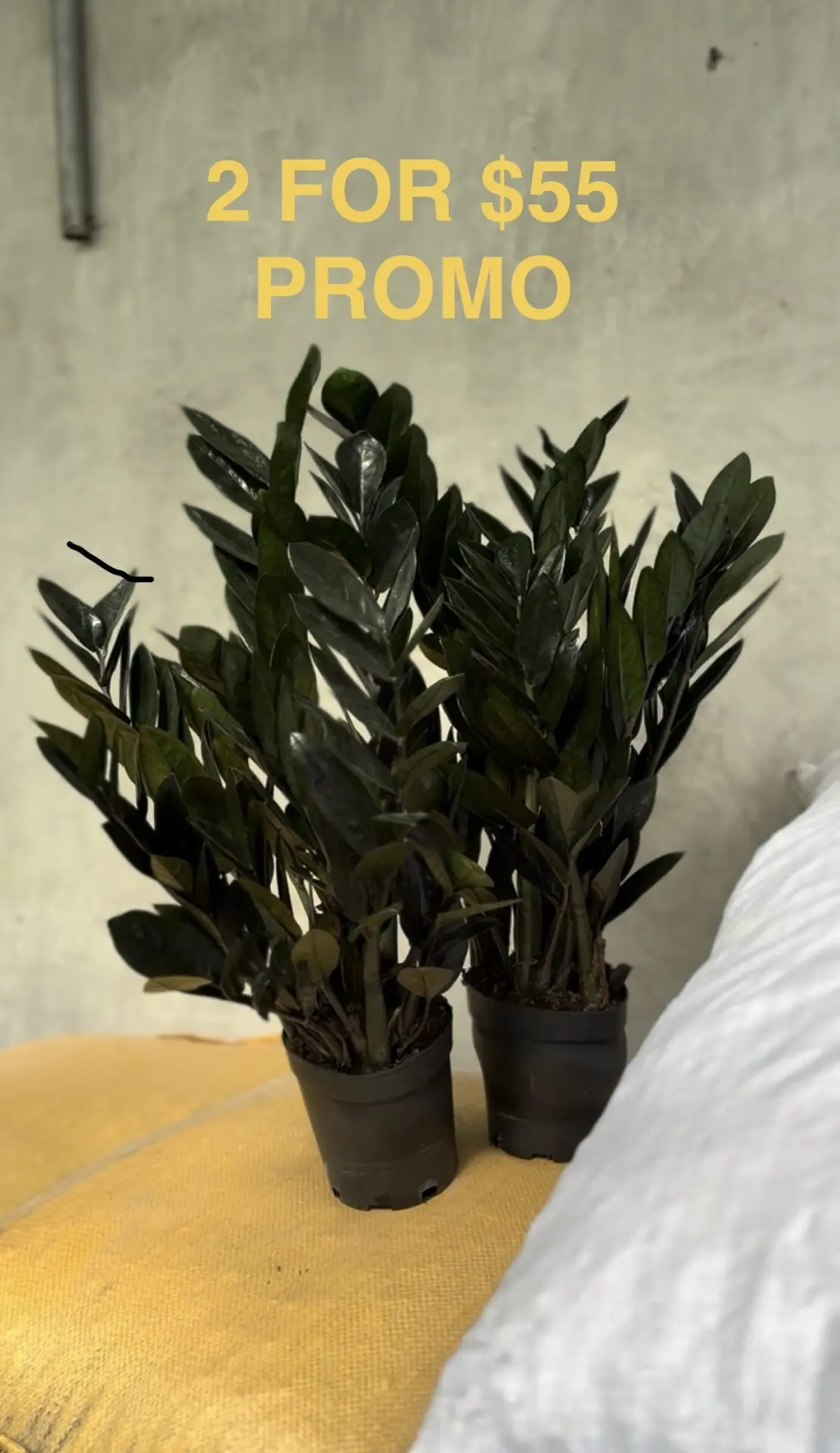 [ 2 FOR $55 ] ZZ Raven Black