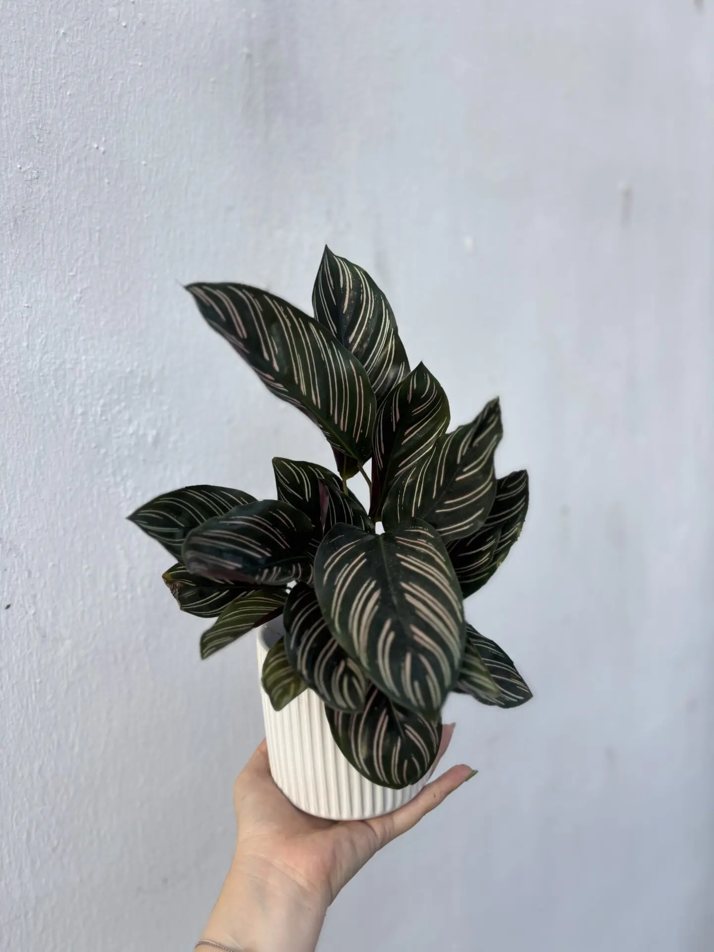 Calathea Ornata