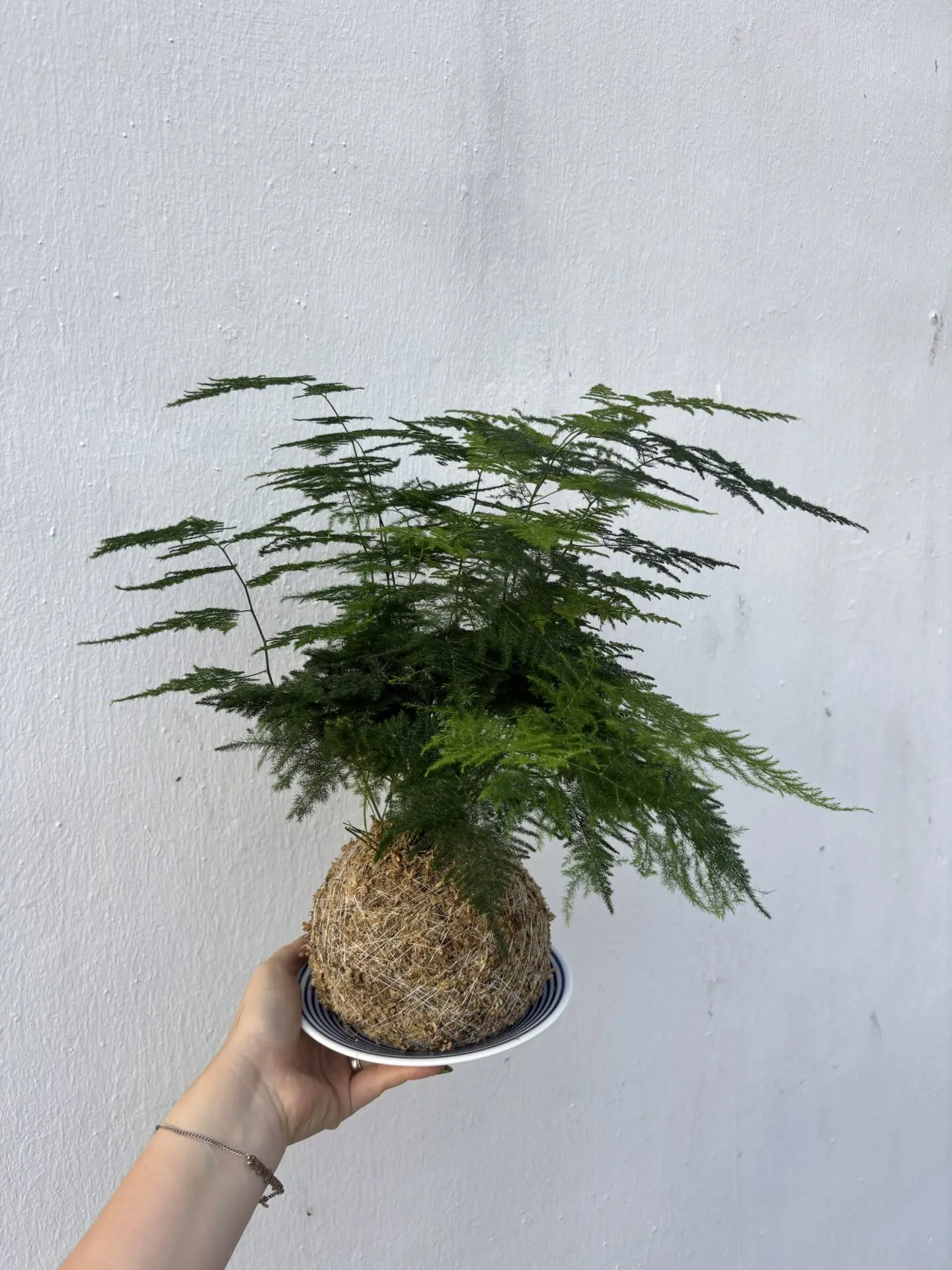 Asparagus Fern (Kokedama)