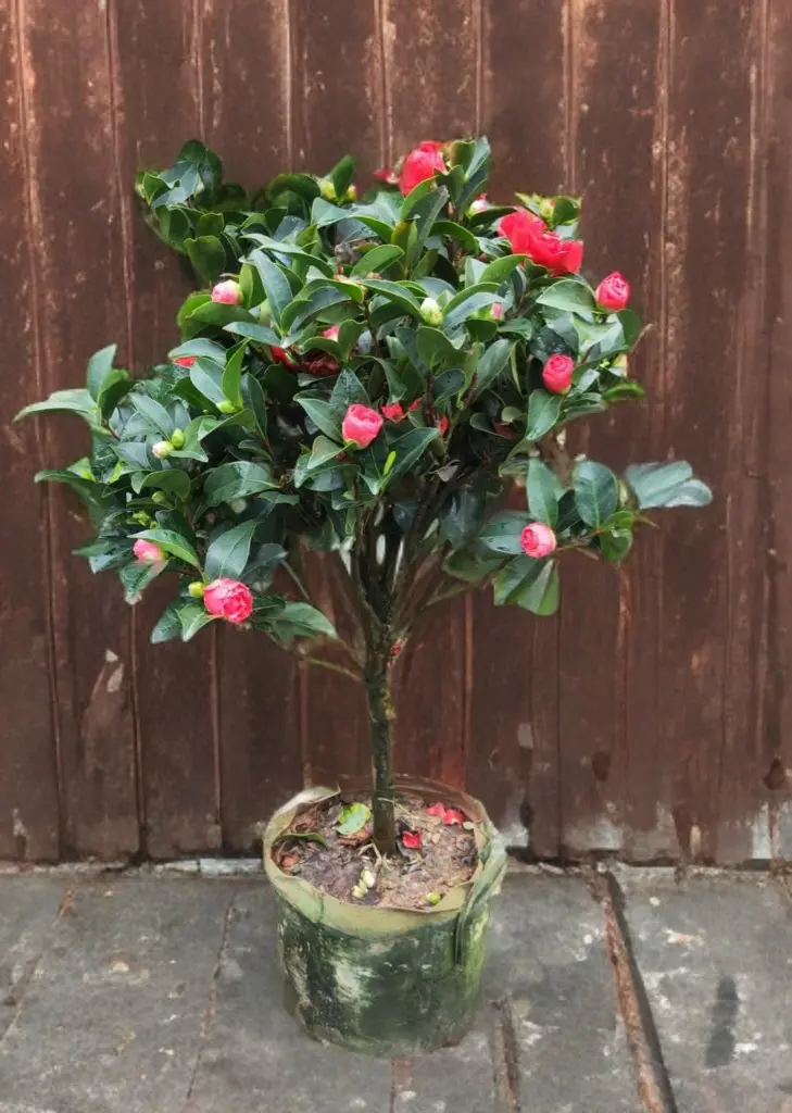Camellia Japonica