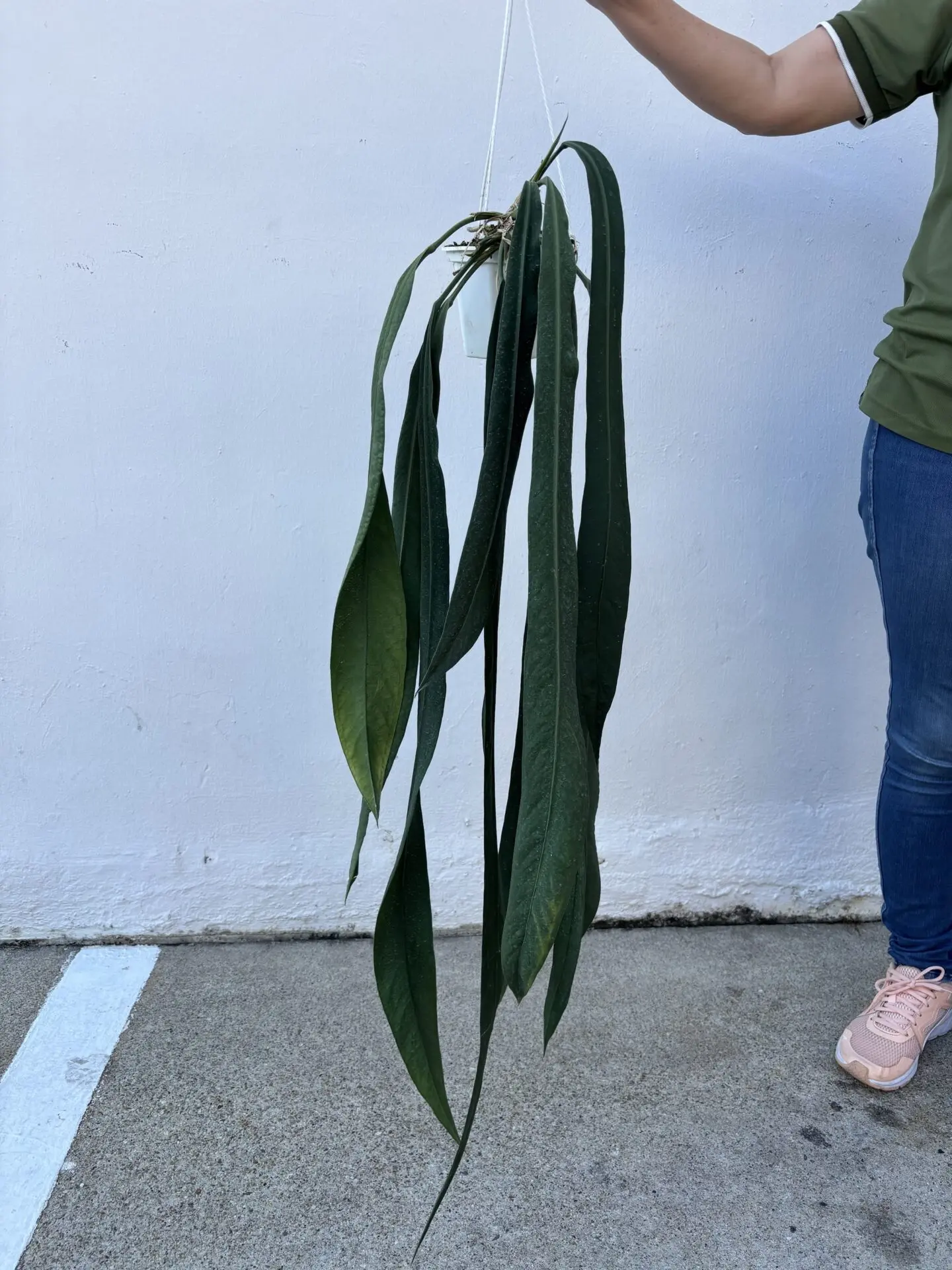 Anthurium Vittariifolium