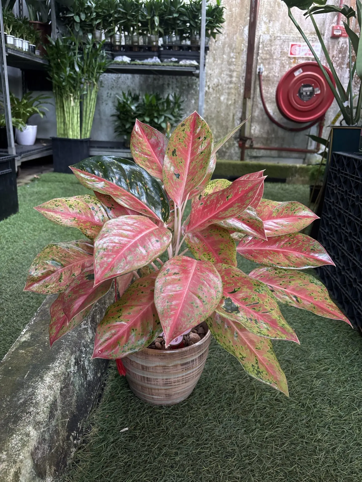 Aglaonema Pink