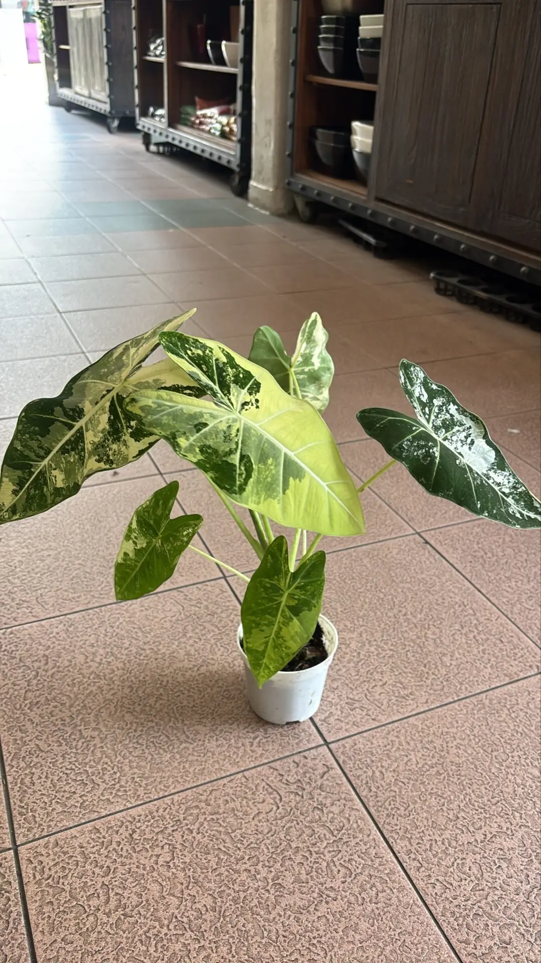 Alocasia Frydek Variegated
