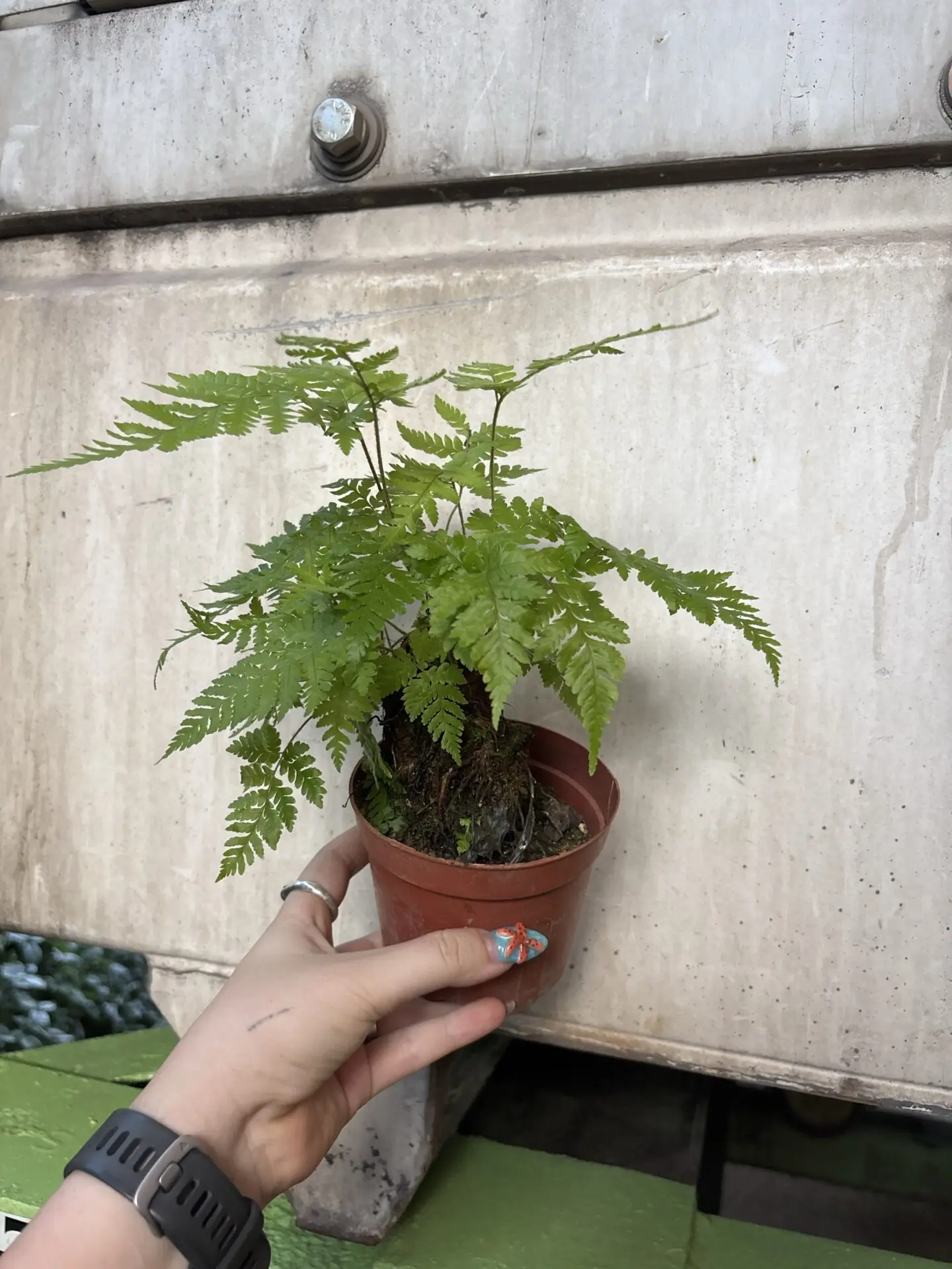 Golden Chicken Fern