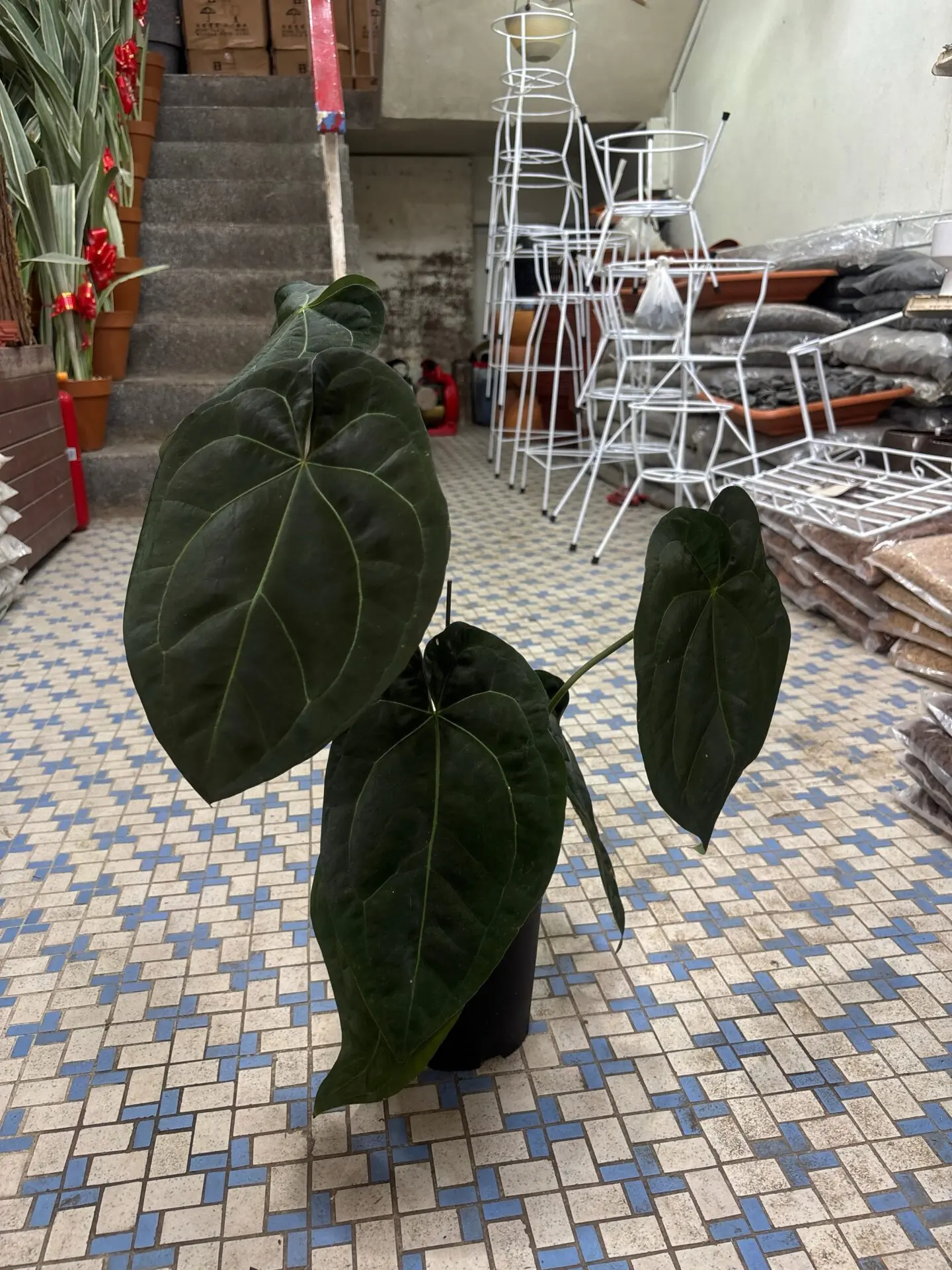 Anthurium Papilliminum