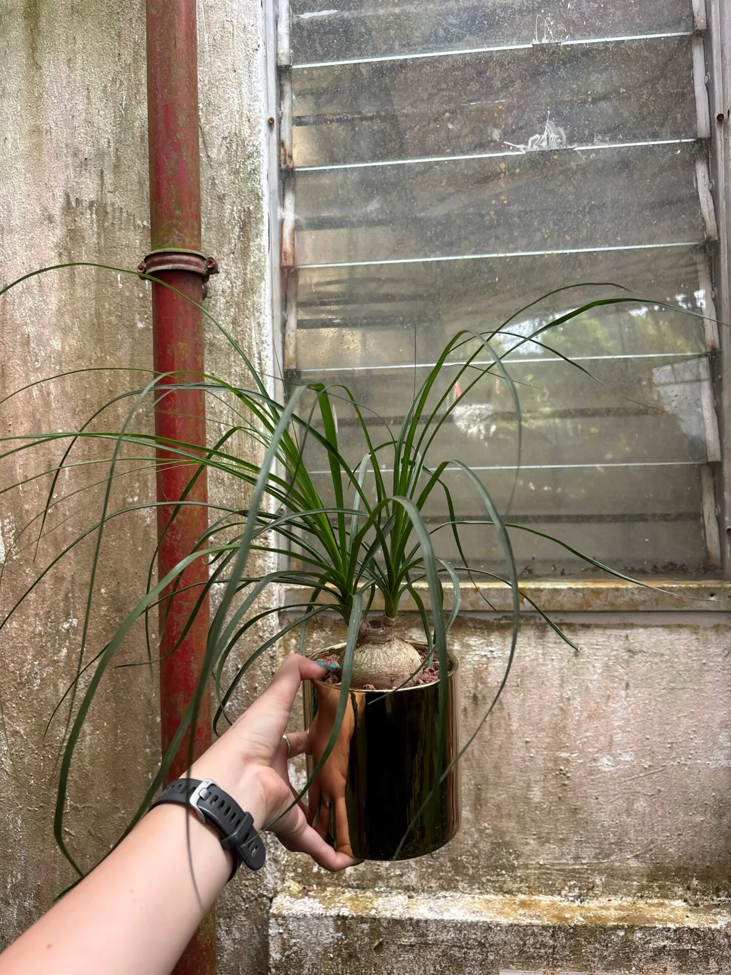 Nolina Beaucarnea  (Mini)