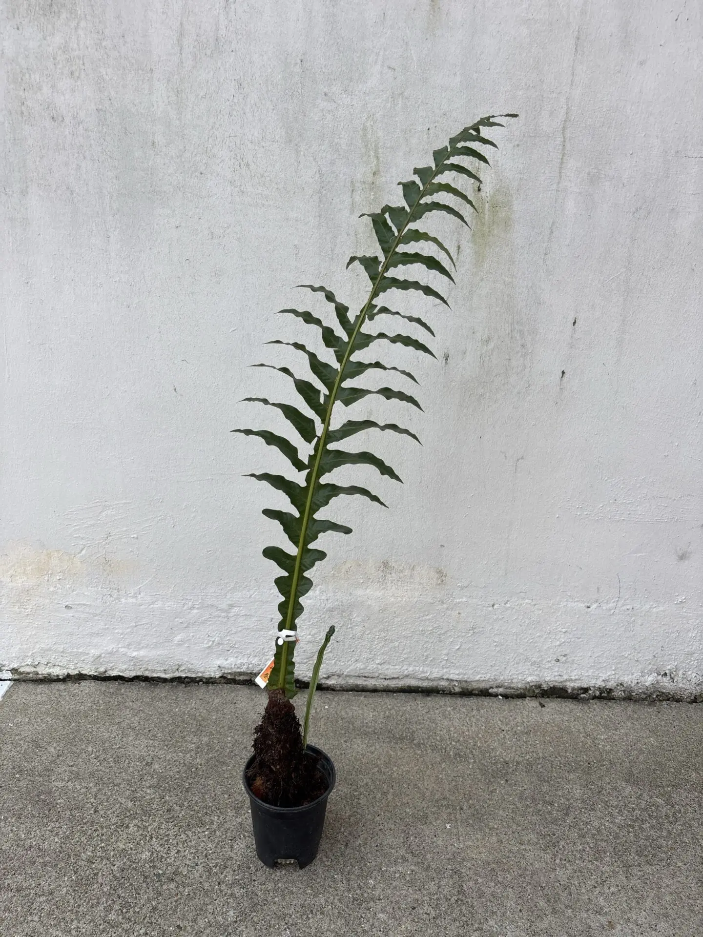 Aglaomorpha Fern (Snake Leaf Fern)