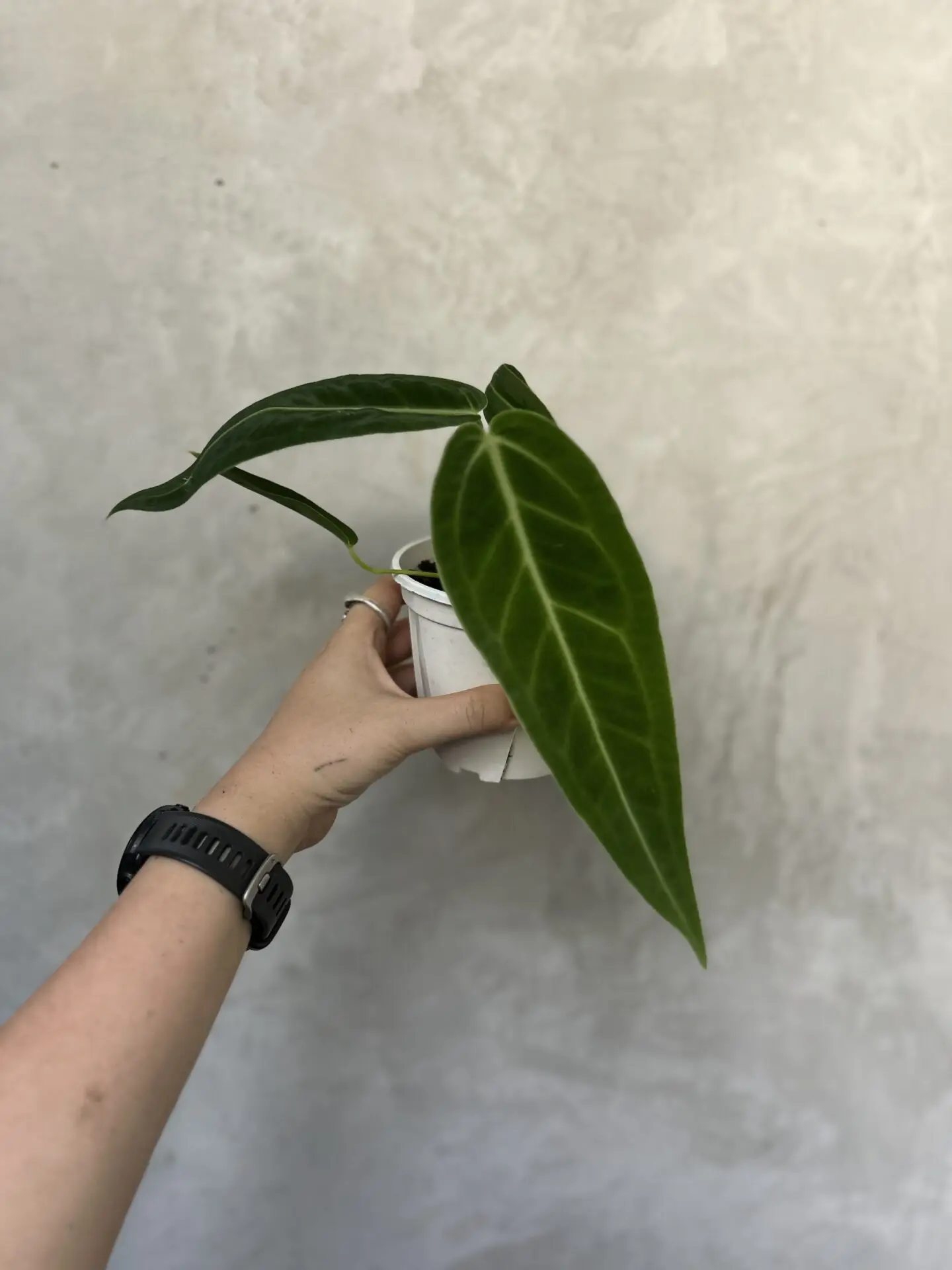Anthurium Waroqueanum (S)