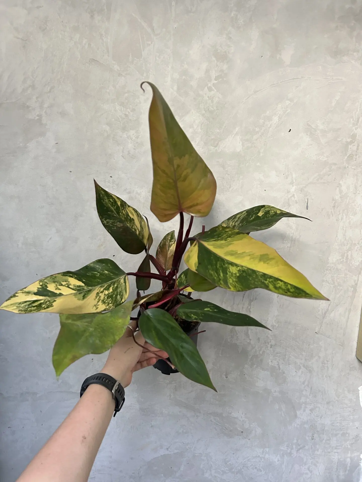 Philodendron Strawberry Shake