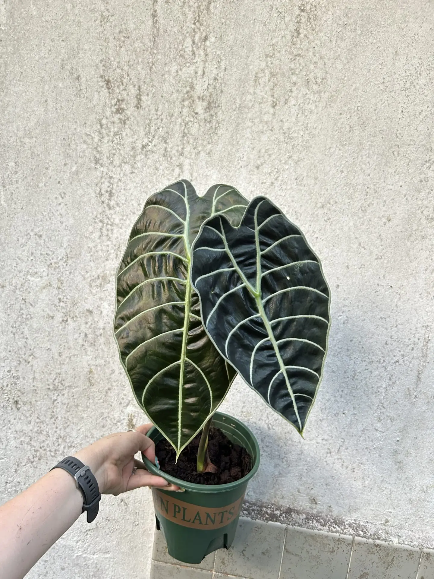 Alocasia Watsoniana