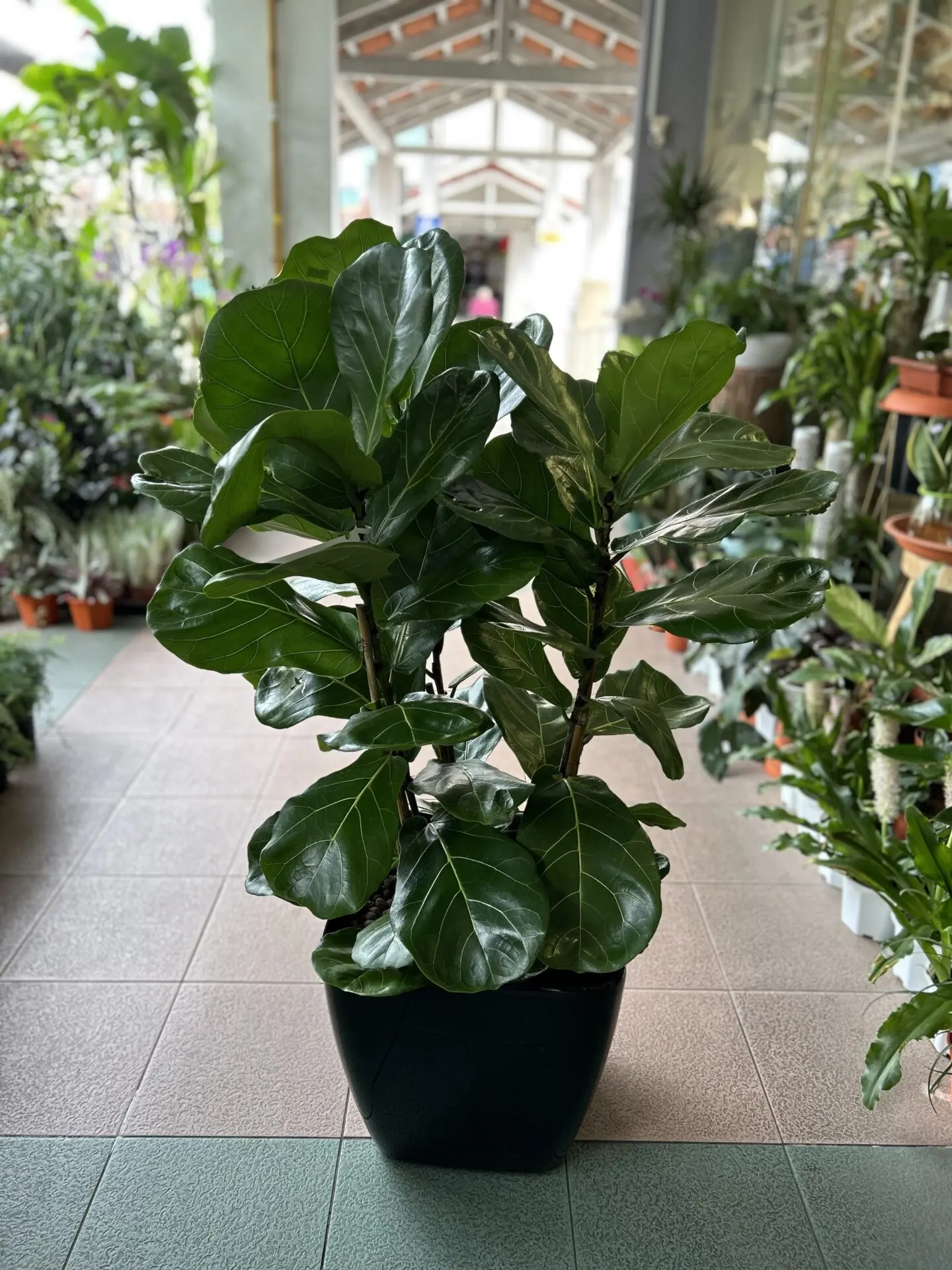 Ficus Lyrata (M, Self Watering)