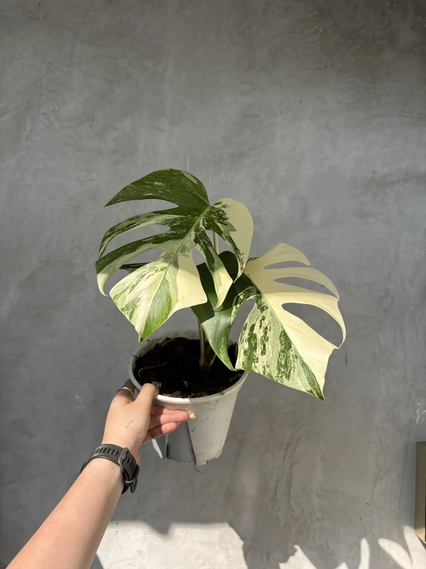 Monstera Albo