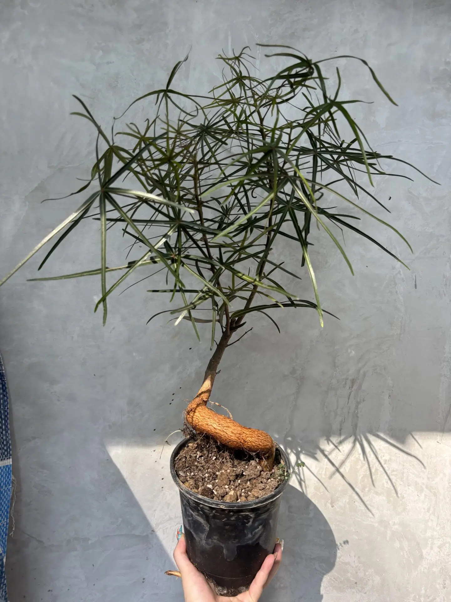 Bottle Tree (L, Curvy) (Brachychiton Rupestris)