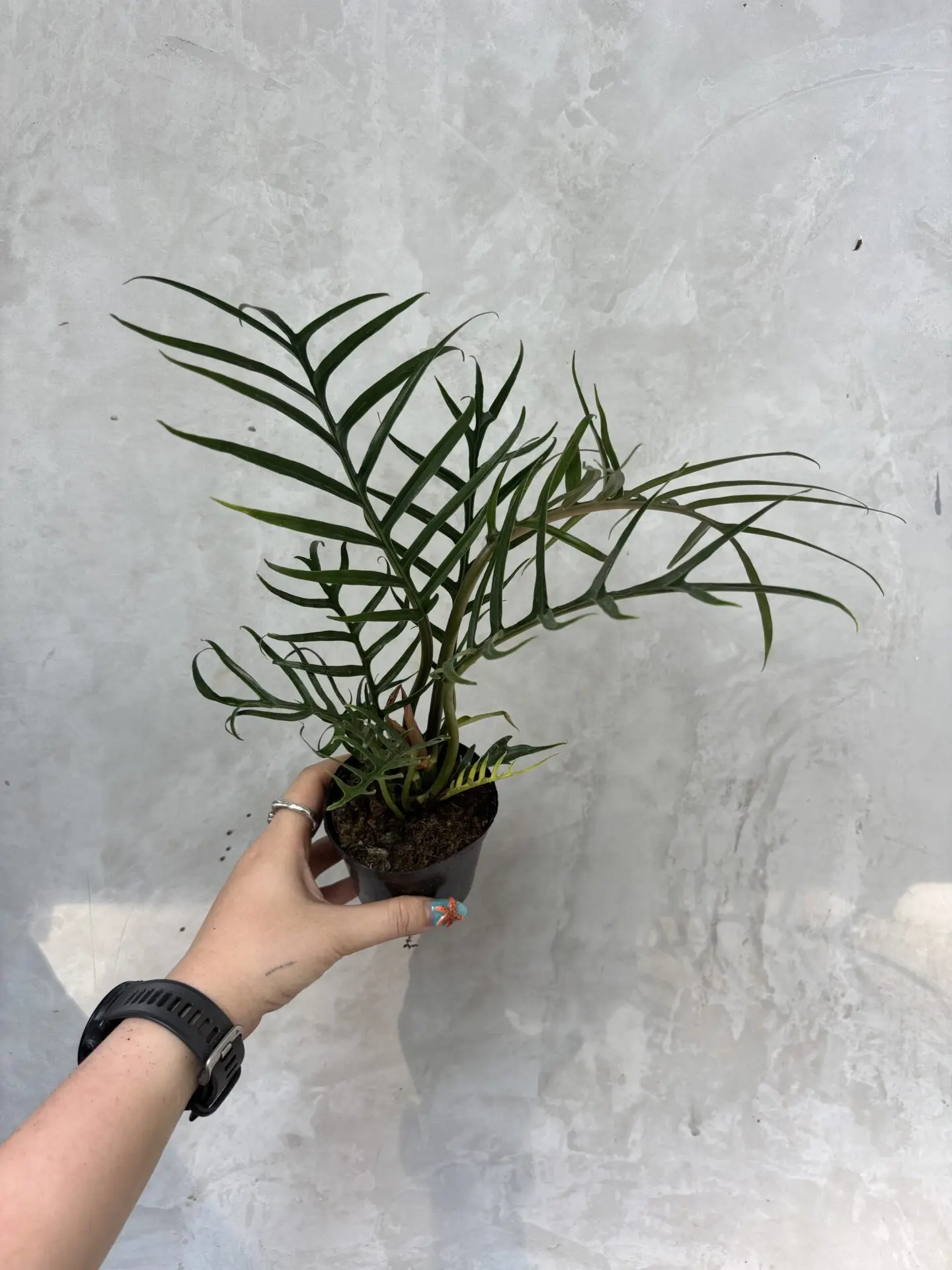 Philodendron Tortum