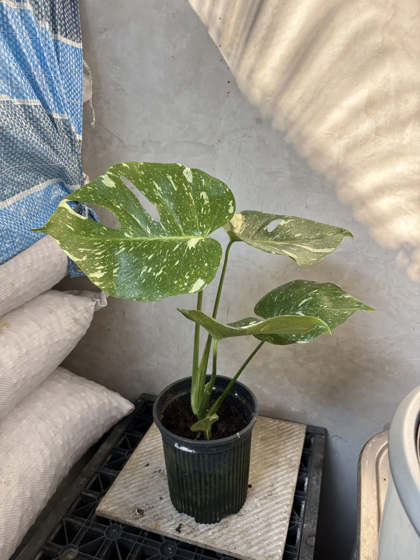 Monstera Thai Constellation (M)