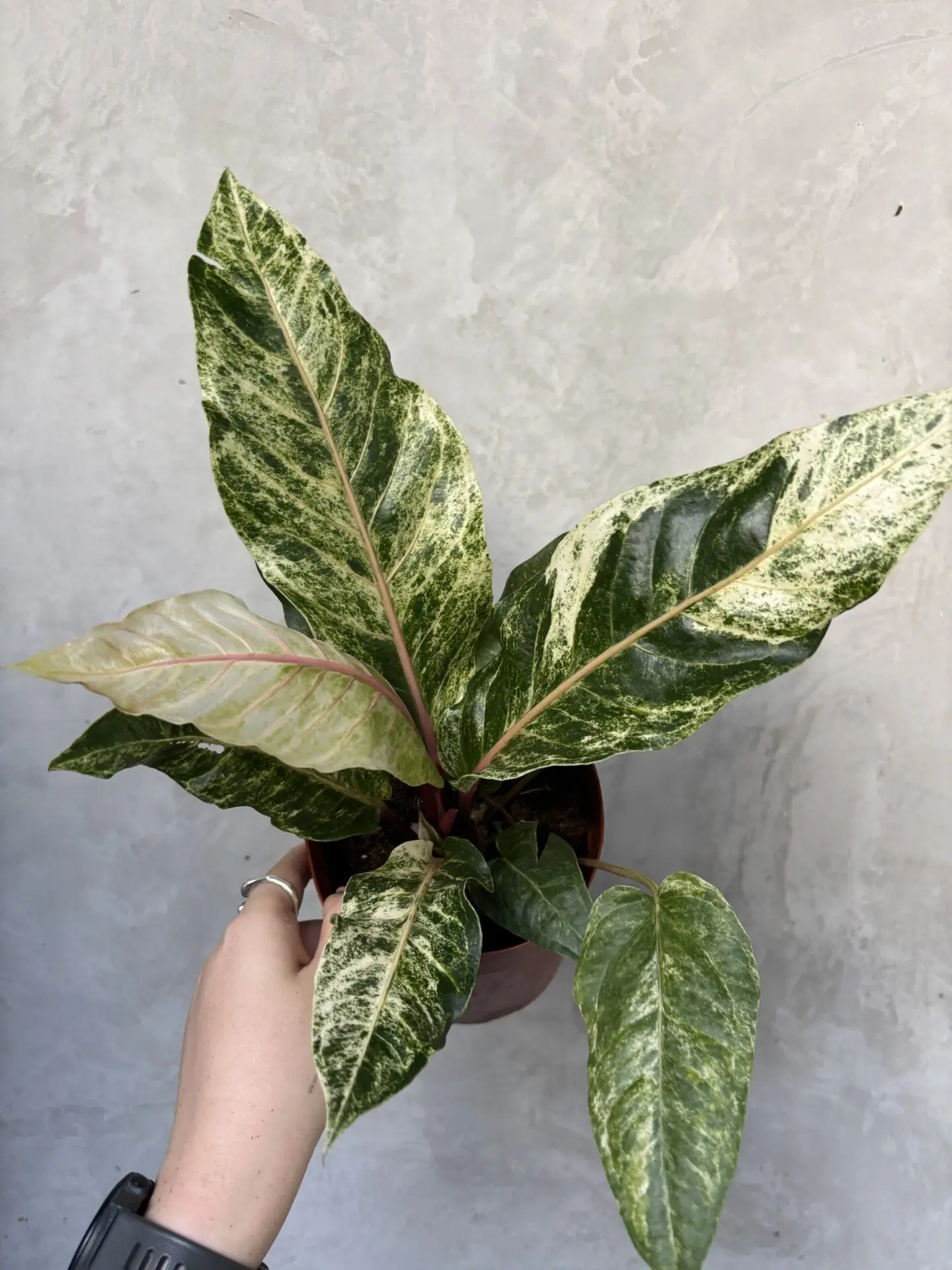 Anthurium Hookeri Variegated