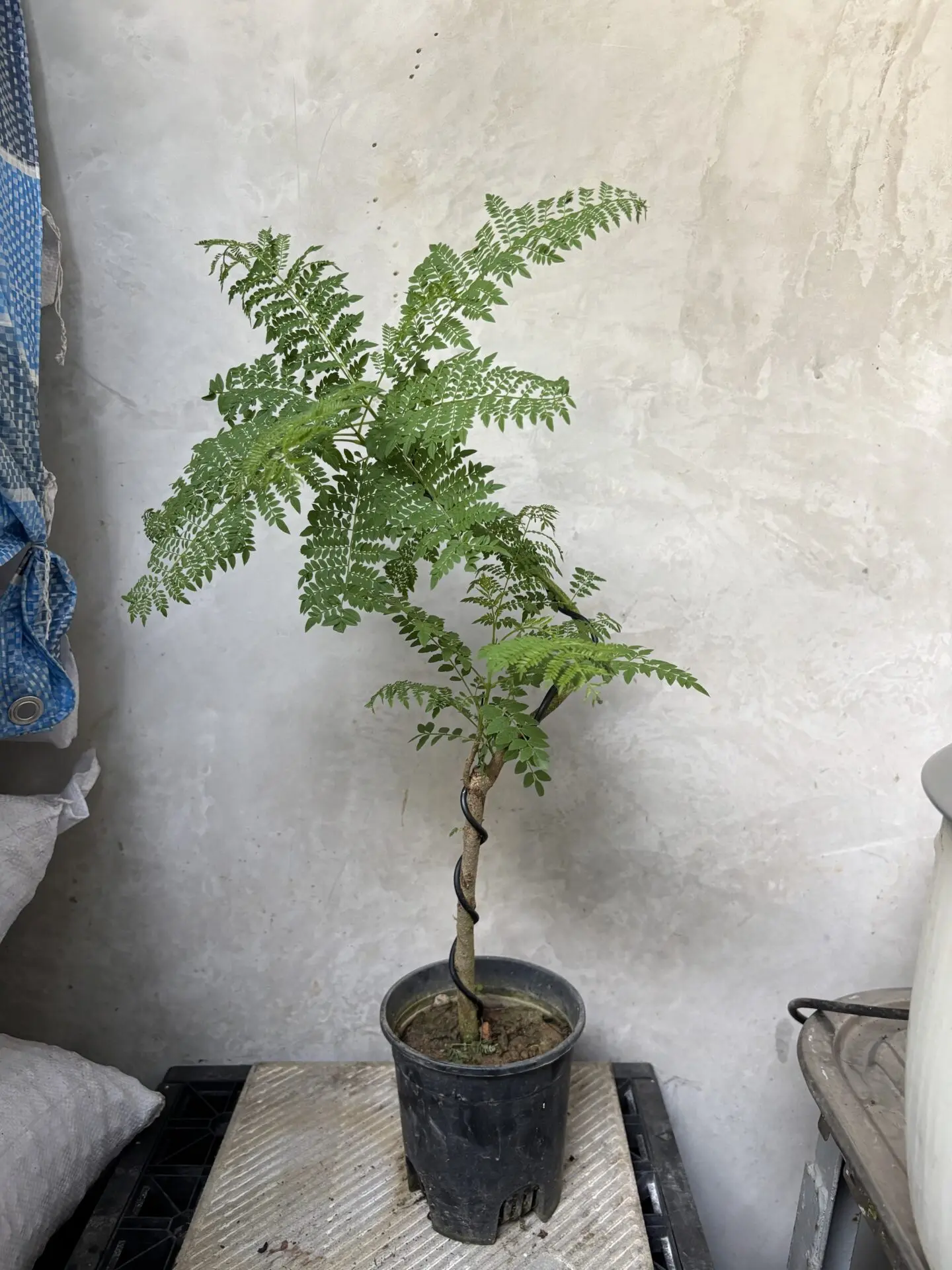 Jacaranda Mimosifolia