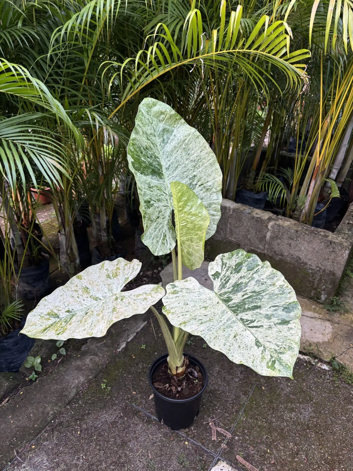 Alocasia Odora Batik (L)