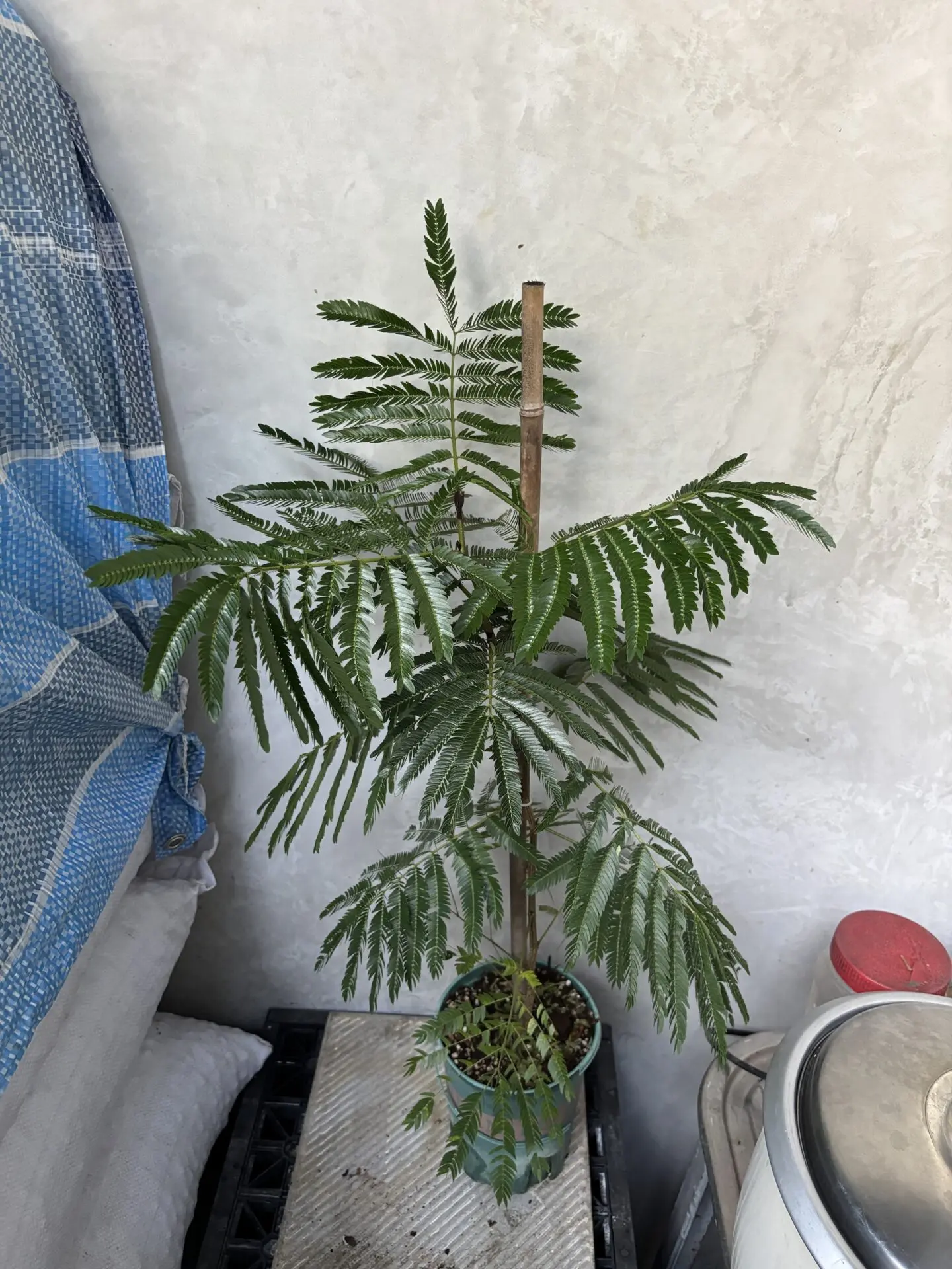 Everfresh (Tall)