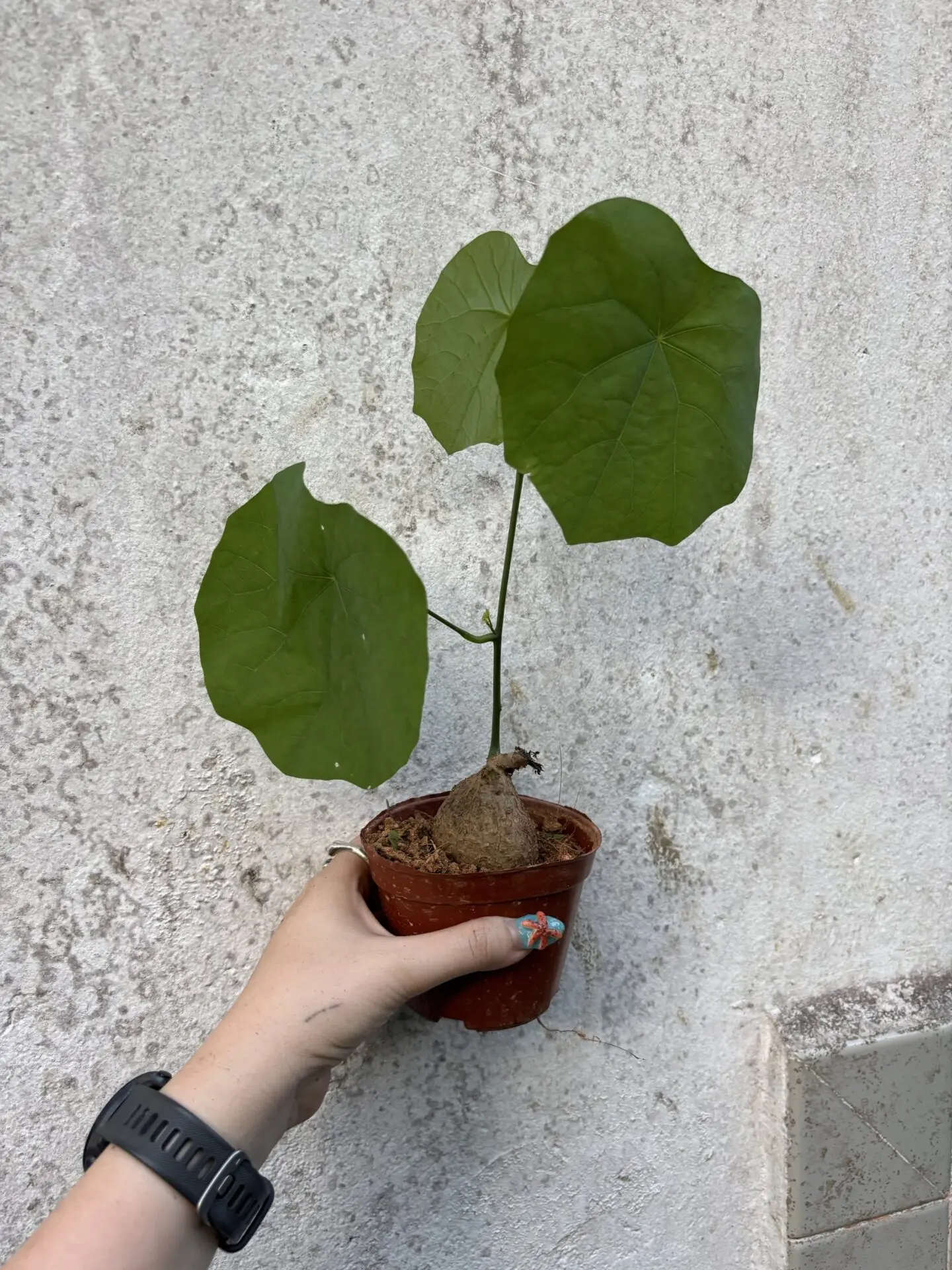 Stephania Erecta