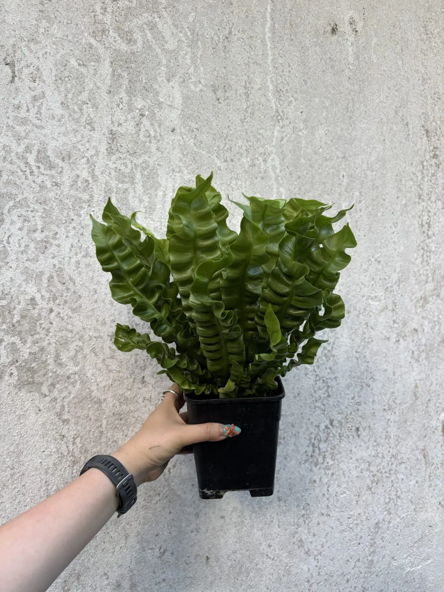 Asplenium Crispy Wave (Bird’s Nest Fern)