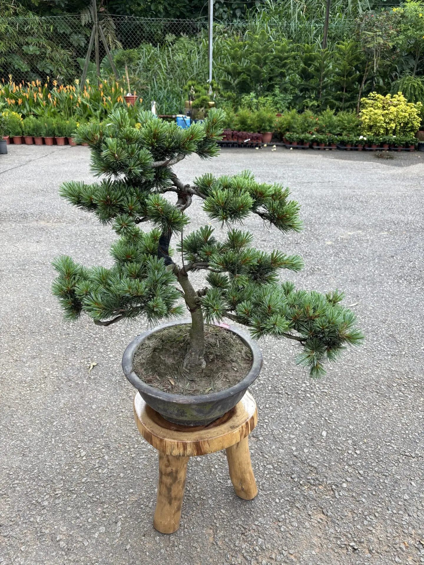 Pinus Parvifolia ‘Short Leaf’ 五针松