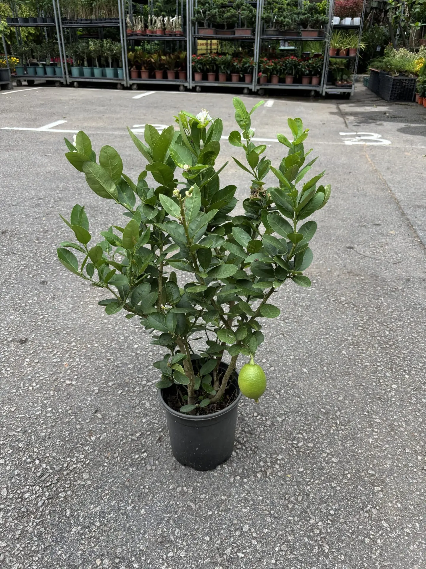 Perfume Lemon (Citrus x limon Rosso)