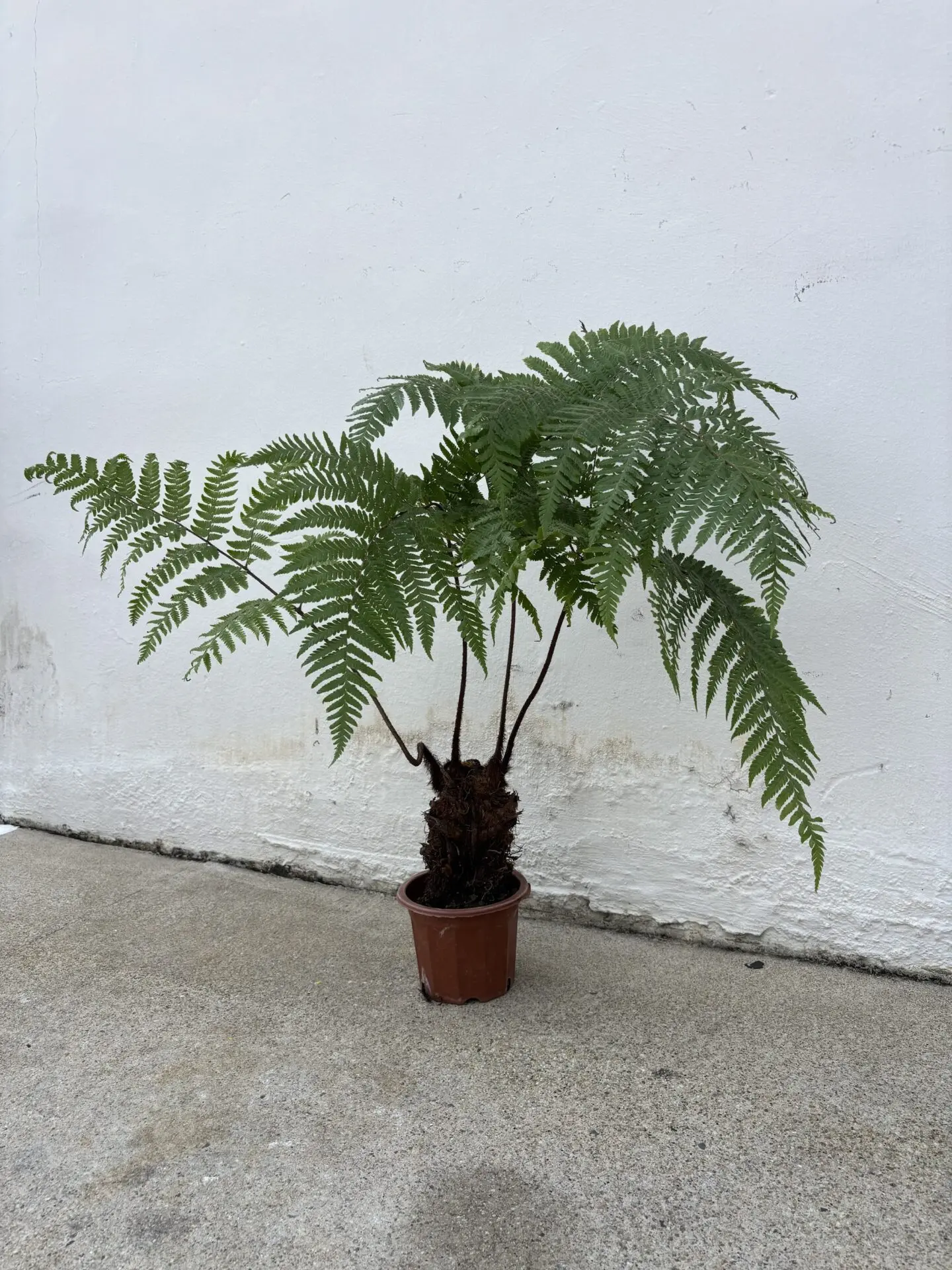 Cyathea Cooperi (L, Australia Tree Fern)