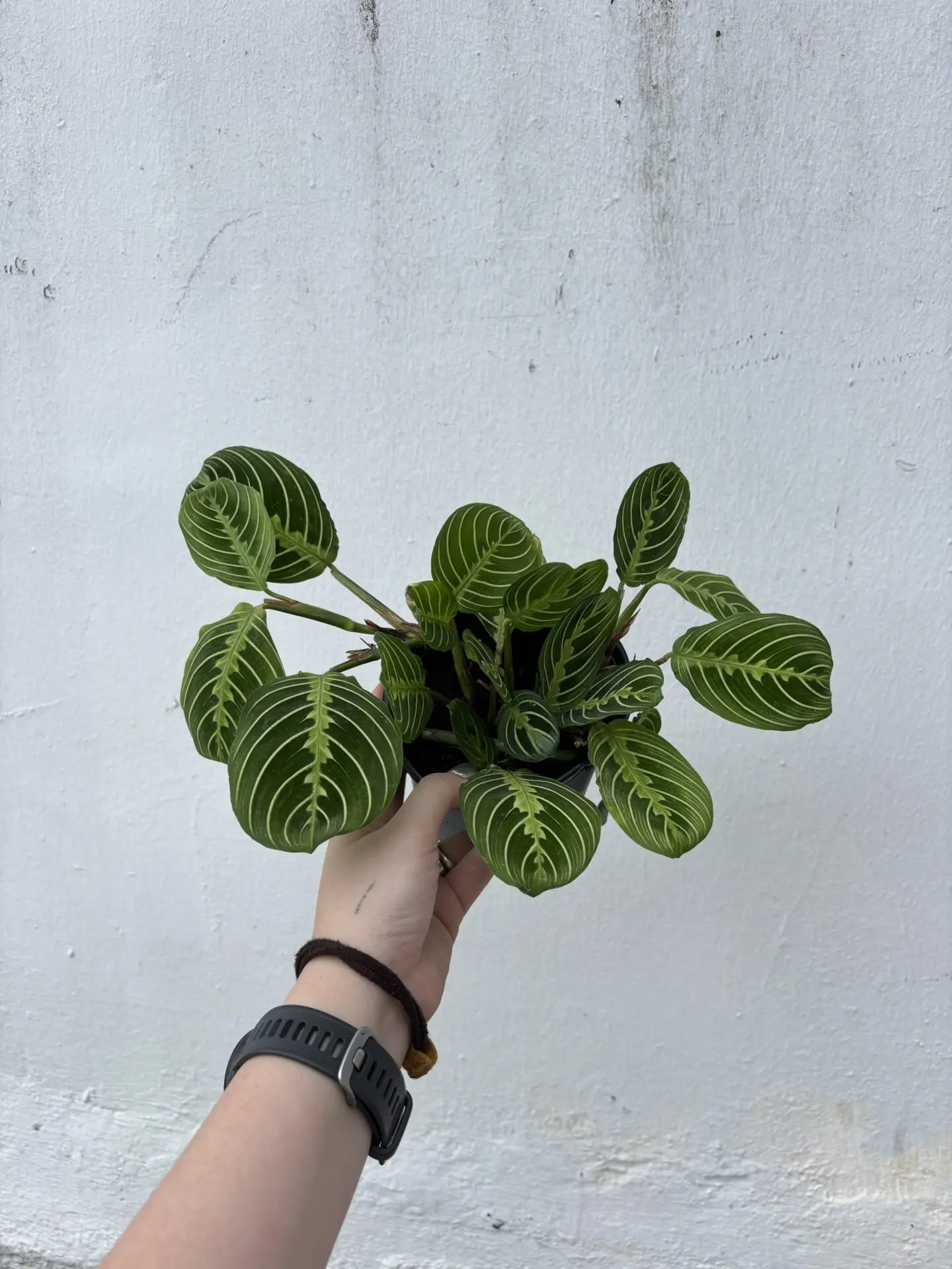 Maranta Lemon Lime