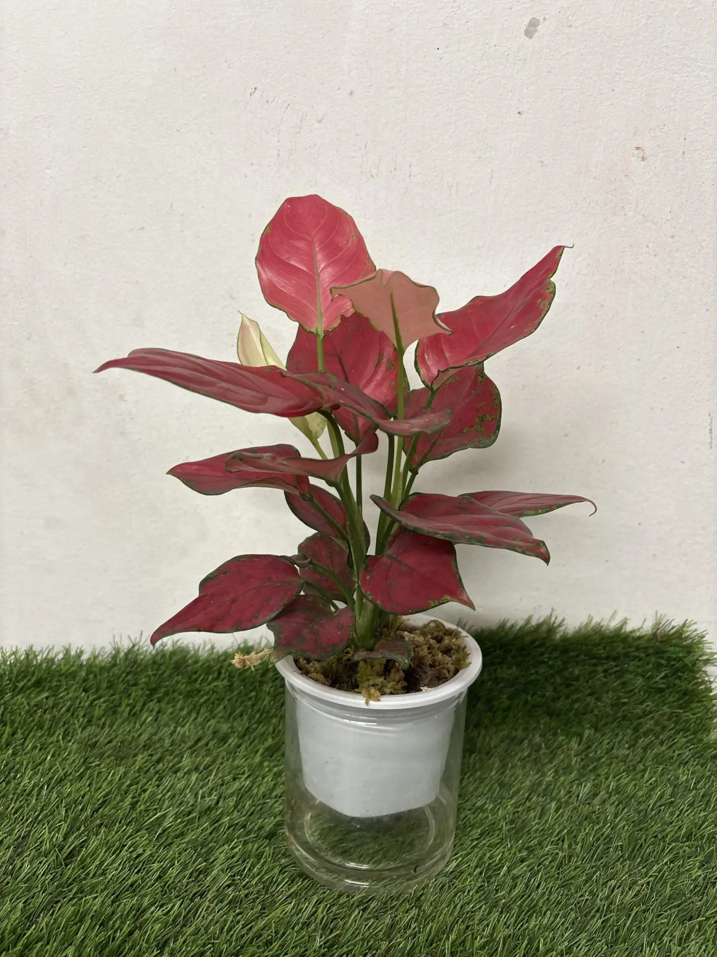 Aglaonema Red (Self Watering)