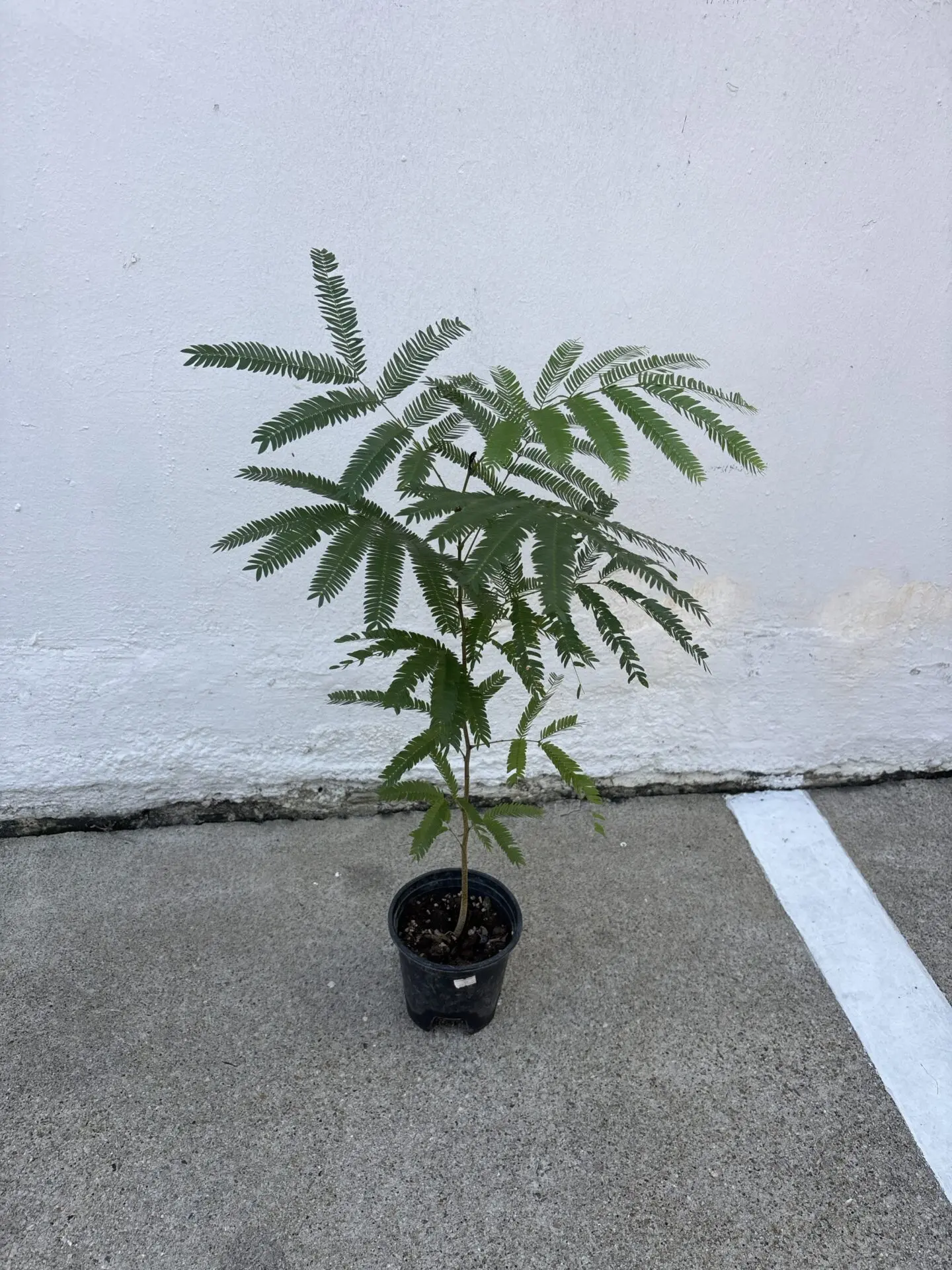 Everfresh
