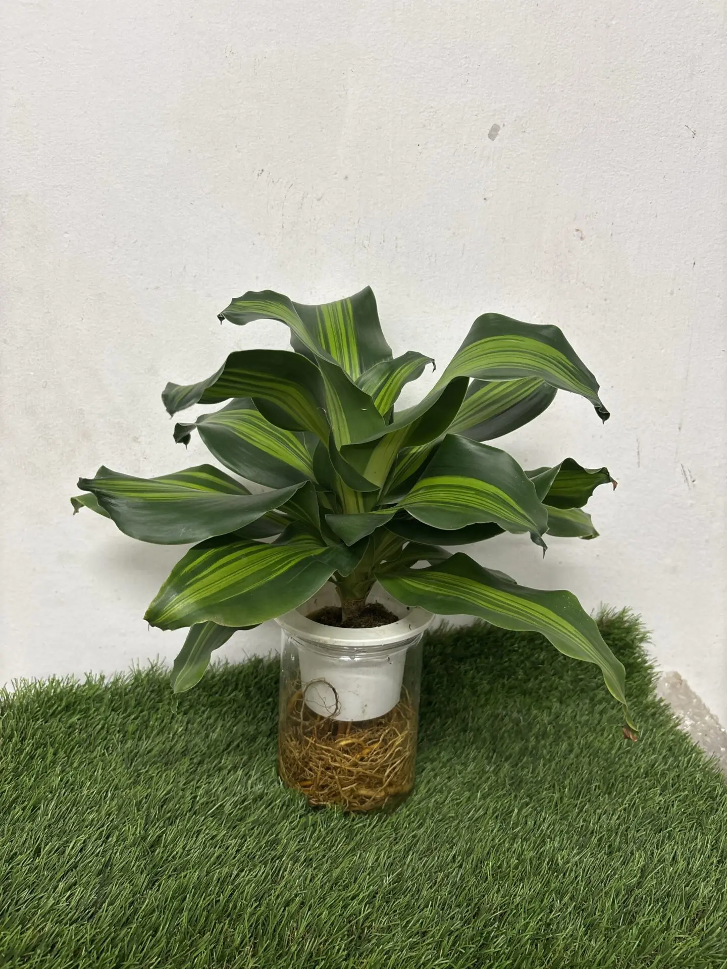 Dracaena Iron Leaf (Self Watering)