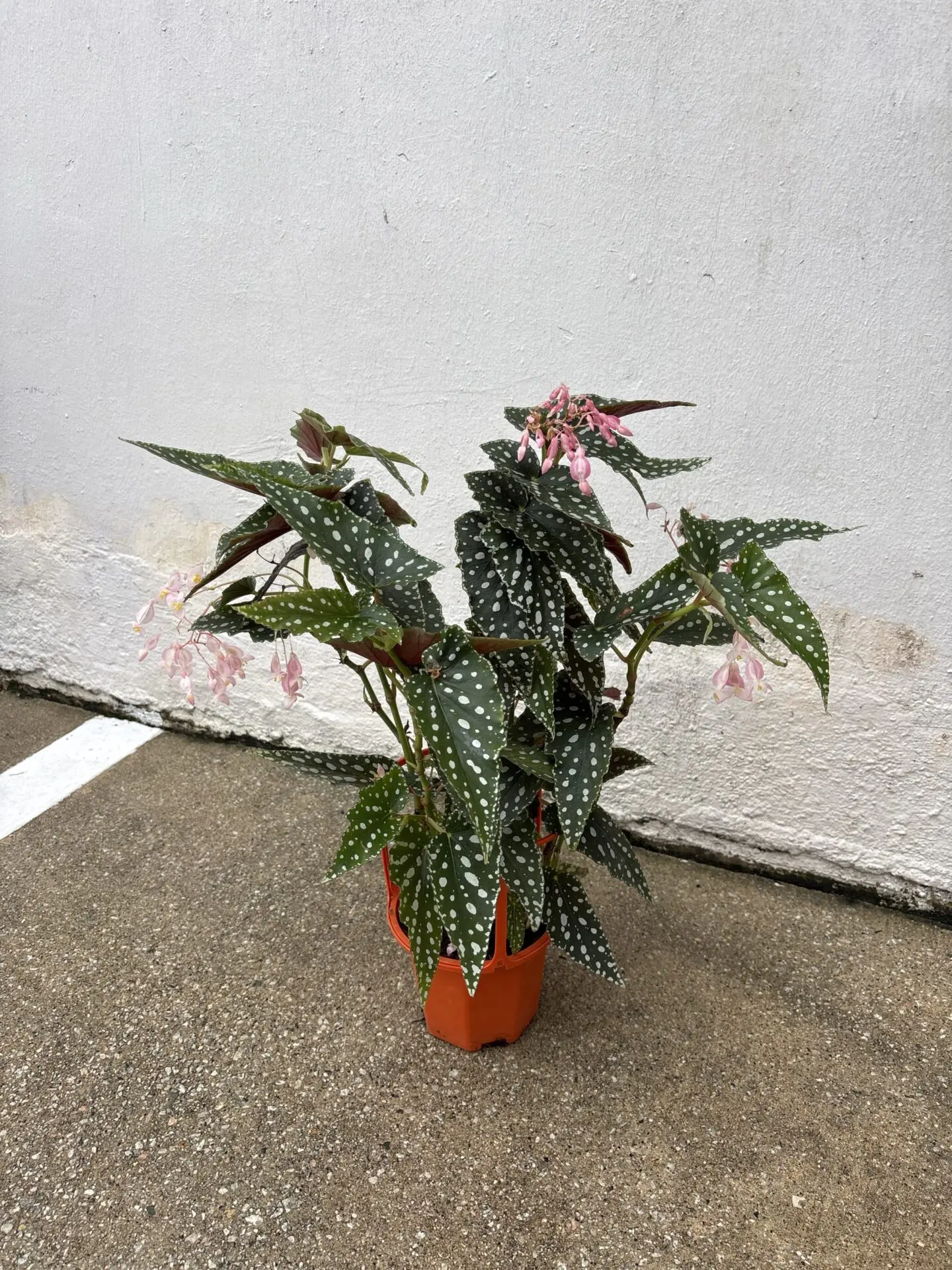 Begonia Spotlight Green