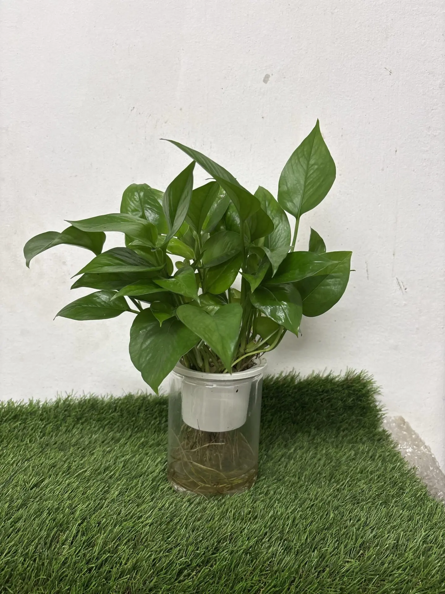 Money Plant (S, Self Watering)