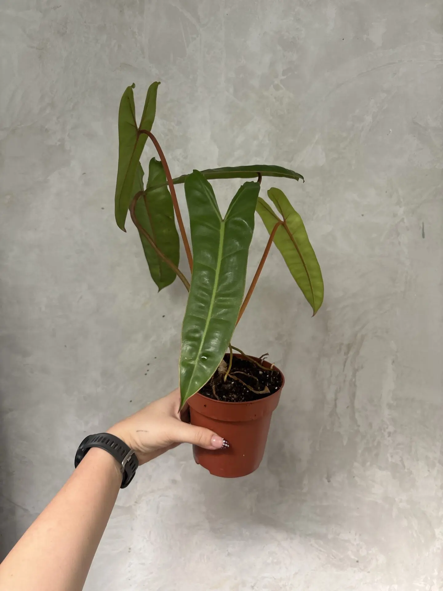 Philodendron Billietiae