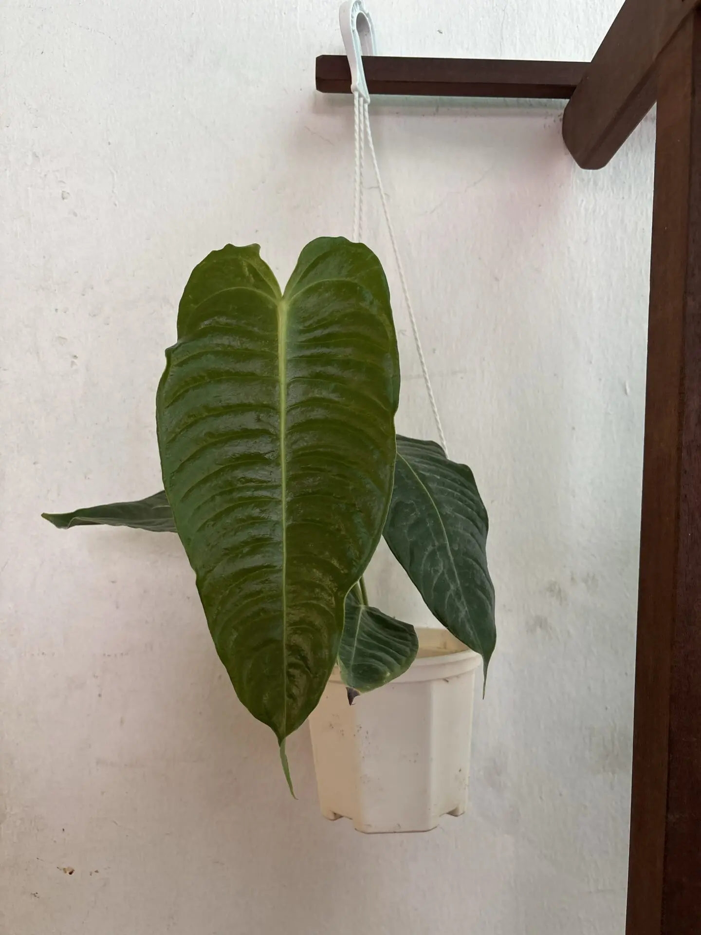 Anthurium King ‘Veitchii’