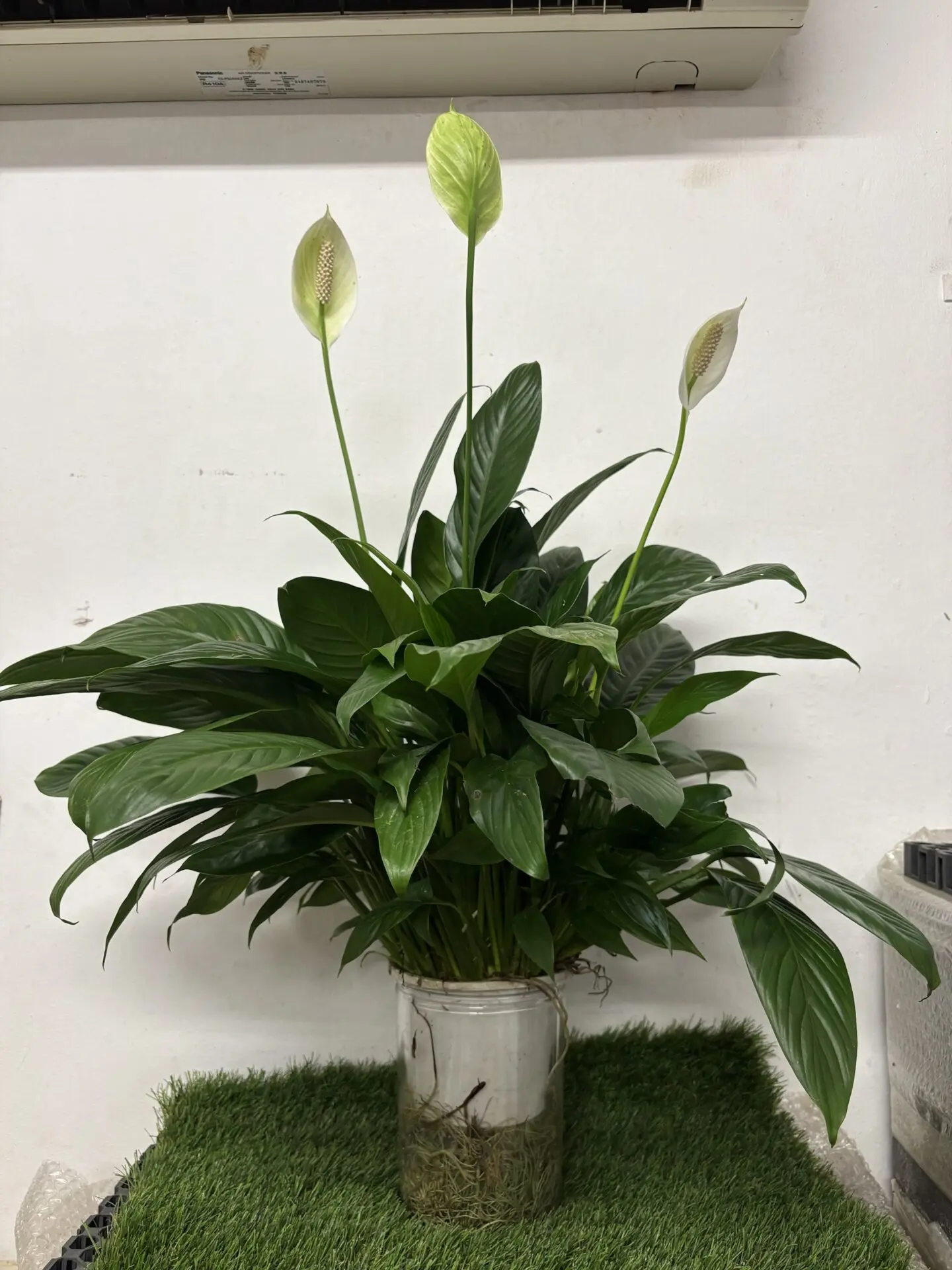 Spathiphyllum Peace Lily (Self Watering)